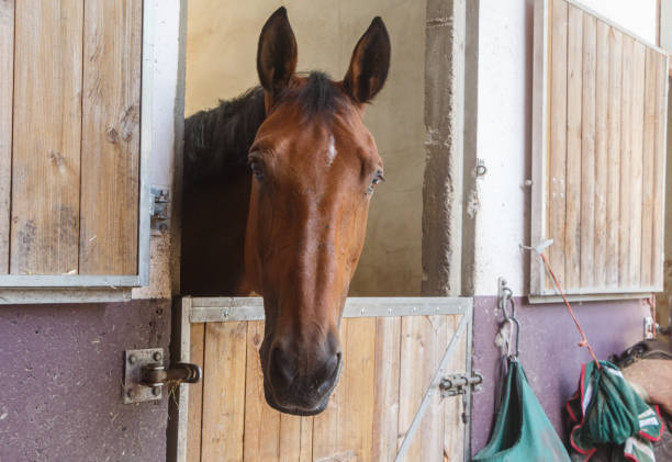 head of a horse out of his box - horse stall stable horse barn imagens e fotografias de stock