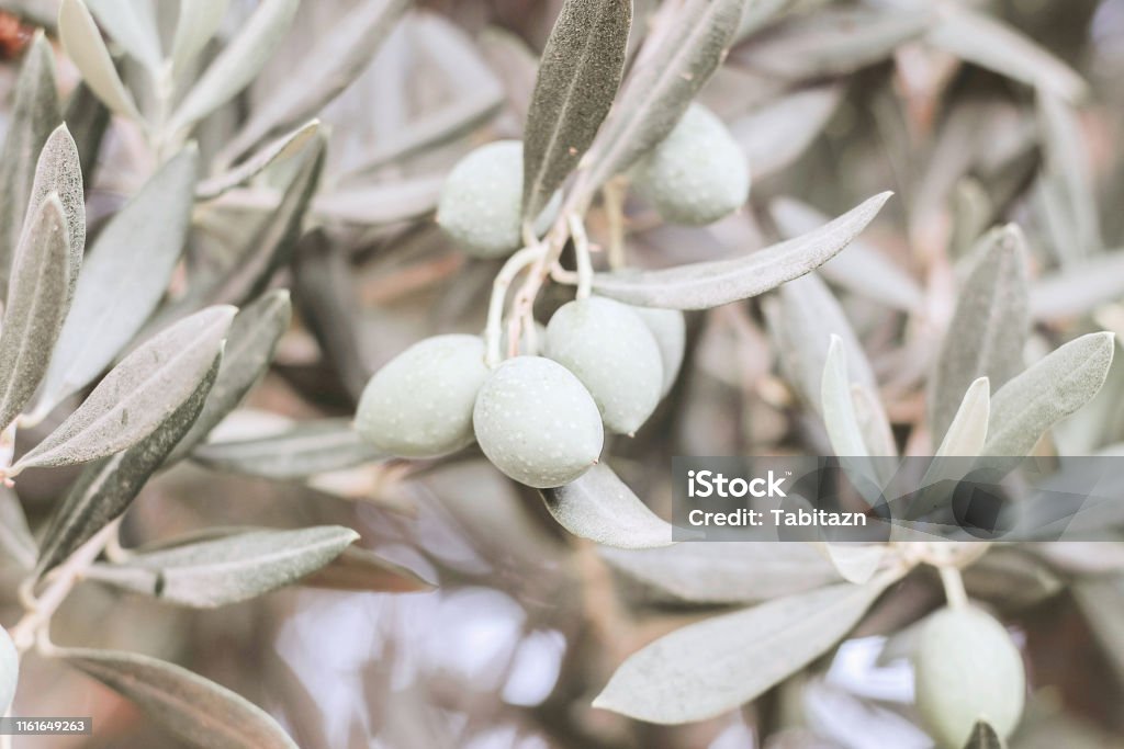 Closeup of olive tree fruit, silver and green leaves and branches in olive grove. Selective focus, blurred backgound. Horizontal image. Mediterranean flora. Closeup of olive tree fruit, silver and green leaves and branches in olive grove. Selective focus, blurred backgound. Horizontal image, Mediterranean flora. Agriculture Stock Photo