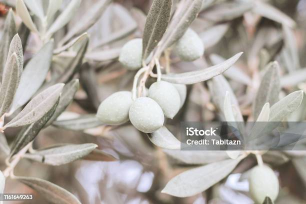 Closeup Of Olive Tree Fruit Silver And Green Leaves And Branches In Olive Grove Selective Focus Blurred Backgound Horizontal Image Mediterranean Flora Stock Photo - Download Image Now