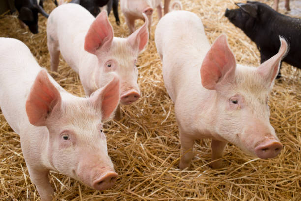 istock Three piglets little pink pigs with raised ears looking at same direction and standing on hay in a farm 1161650118