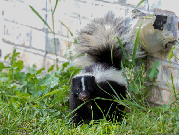 istock Young striped skunk (Mephitis mephitis) near the human dwelling 1161650177
