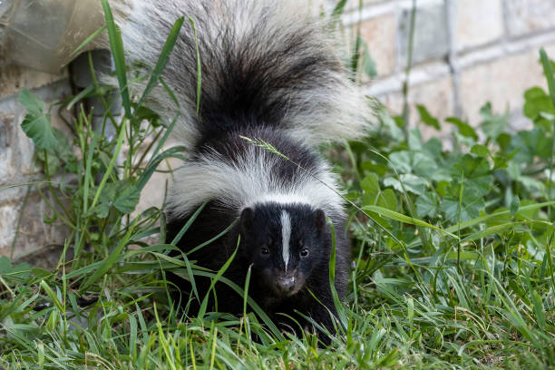 istock Young striped skunk (Mephitis mephitis) near the human dwelling 1161650200