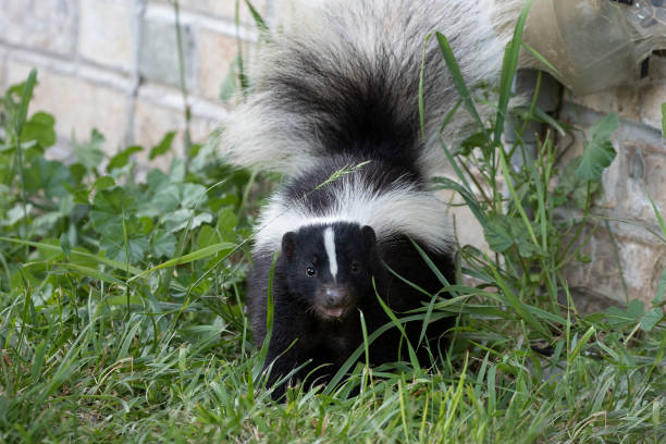 istock Young striped skunk (Mephitis mephitis) near the human dwelling 1161650201