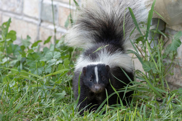 young striped skunk (mephitis mephitis) near the human dwelling - fence front or back yard flower ornamental garden imagens e fotografias de stock