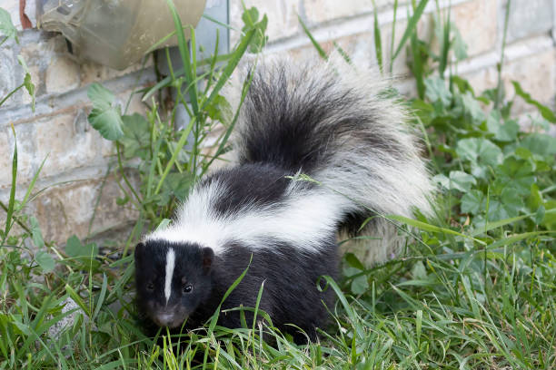 istock Young striped skunk (Mephitis mephitis) near the human dwelling 1161650222