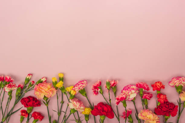 istock Pink background with carnations flowers and copy space. Top view. 1161650366