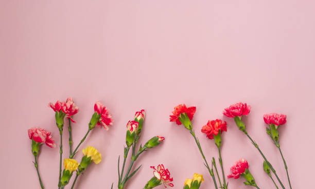 istock Pink background with carnations flowers and copy space. Top view. 1161650386