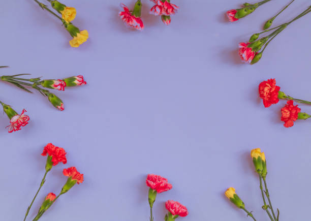 istock Blue background with carnations flowers and copy space. Top view. 1161650402