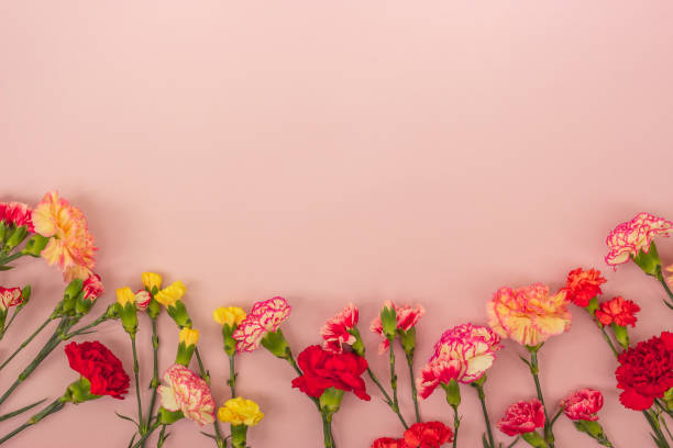 istock Pink background with carnations flowers and copy space. Top view. 1161650941