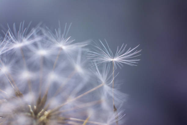 istock Dandelion seeds close up. Soft focus. Template for design. 1161650963