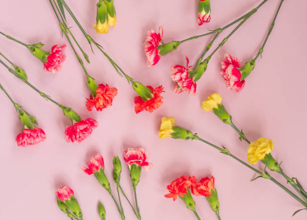 istock Colorful carnation flowers on light pink background. Flat lay, Top view. 1161651446