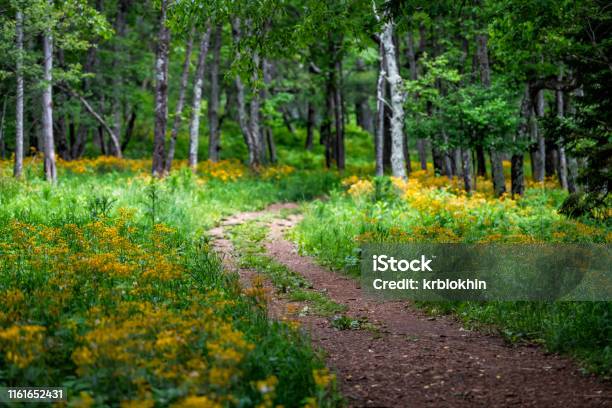Story Of The Forest Trail In Shenandoah Blue Ridge Appalachian Mountains On Skyline Drive Near Harry F Byrd Visitor Center With Yellow Flowers And Path Stock Photo - Download Image Now