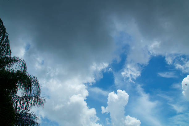 belle nuvole in florida sfondo cielo con palme e uccello - noontime foto e immagini stock
