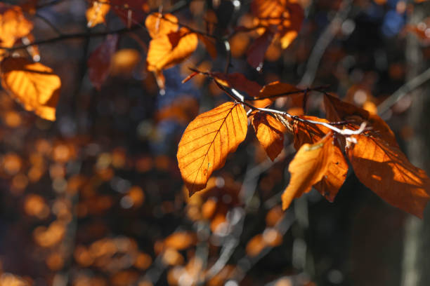 istock Bright autumn foliage. Bright autumn foliage on trees. 1161653077