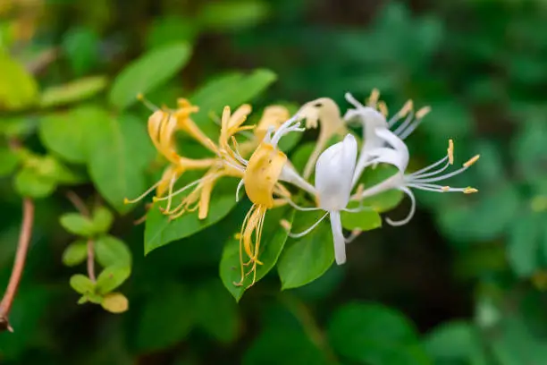 Macro closeup of orange yellow white honeysuckle flowers with green leaves in forest in Virginia with bokeh background