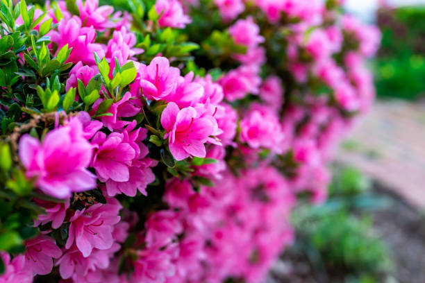 macro primo piano di molti fiori di rododendro rosa che mostrano il primo piano di consistenza con foglie verdi nel parco del giardino - azalea foto e immagini stock