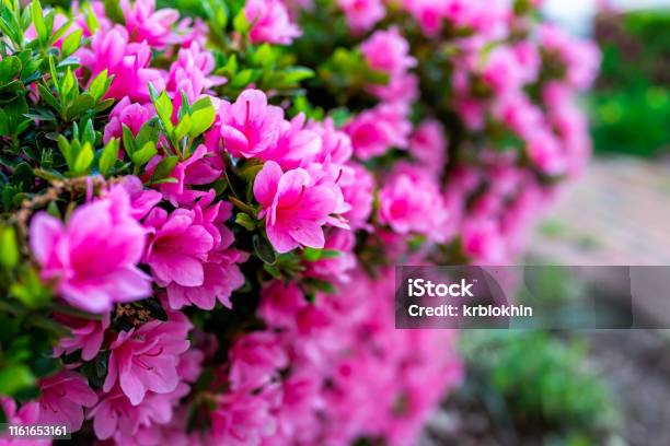 Macro Closeup Of Many Pink Rhododendron Flowers Showing Closeup Of Texture With Green Leaves In Garden Park Stock Photo - Download Image Now