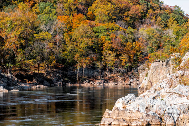istock Great Falls water and orange red autumn trees forest foliage view in Potomac river during autumn in Maryland with rocks 1161653345