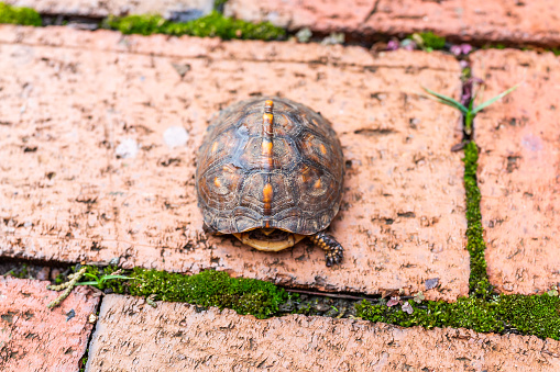 Above closeup of cute small wood box turtle hiding in shell with paws in Virginia garden path