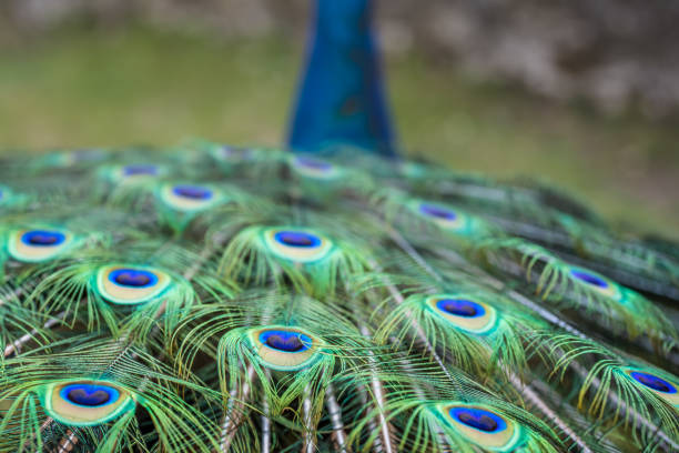 istock Close up of the beautiful peacock feathers 1161655493