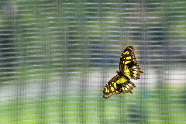 Lacewing butterfly sitting on a net