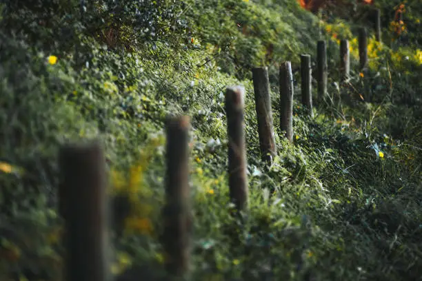 A close-up view with a shallow depth of field of a row of wooden poles as a part of an old fence or just denoting the border between the two areas surrounded by greenery on the hill; selective focus