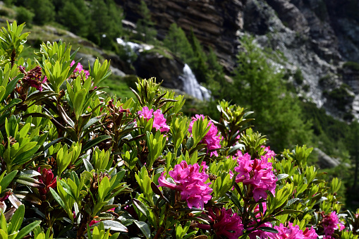 Picture of a rhododendron taken in Valmalenco