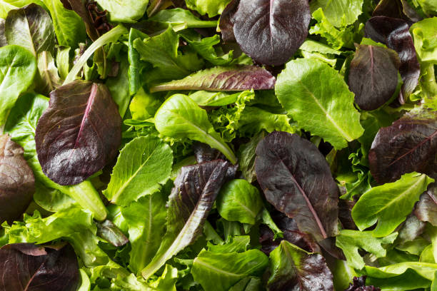 istock Raw Green Organic Baby Spring Lettuce 1161658564