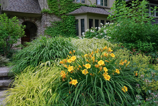 żółte lilie na podwórku domu pokrytego winoroślą - daylily zdjęcia i obrazy z banku zdjęć