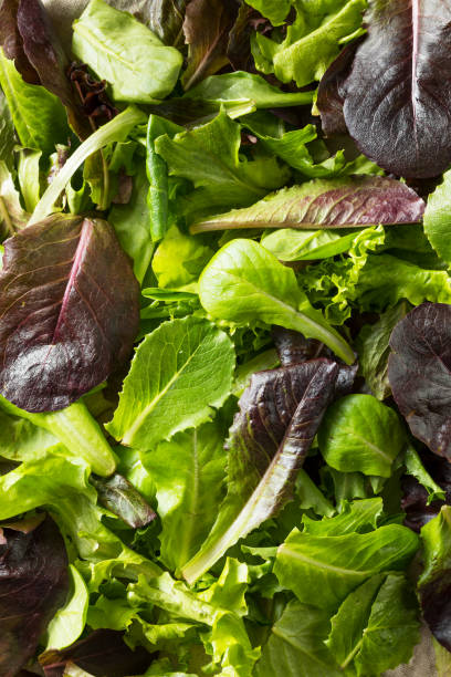 istock Raw Green Organic Baby Spring Lettuce 1161658830