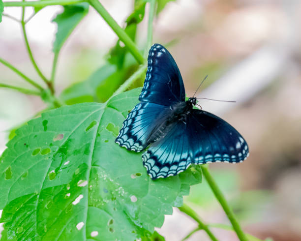 istock red spotted purple butterfly 1161662400