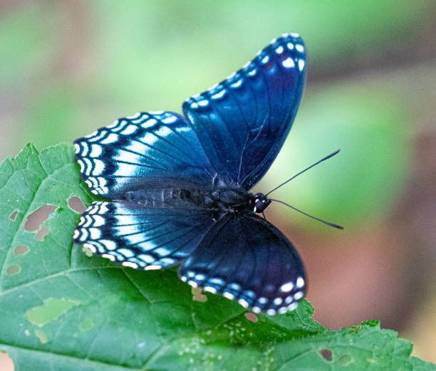 istock red spotted purple admiral butterfly 1161662418