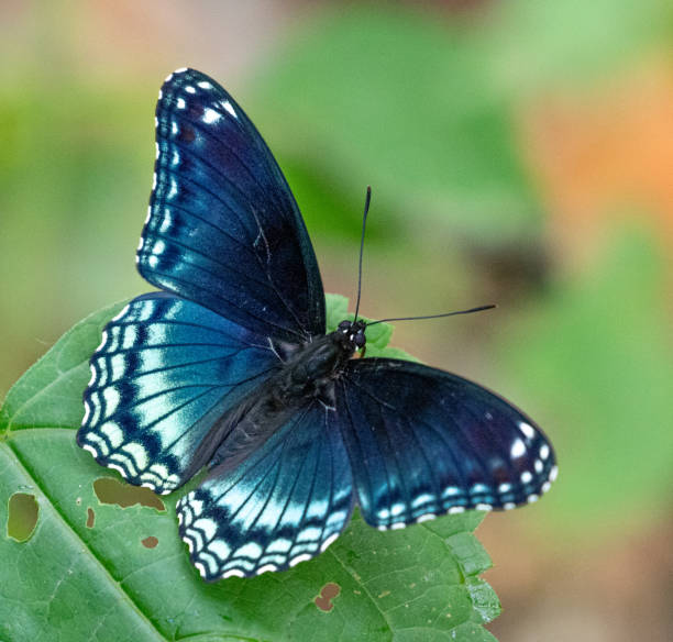 istock red spotted purple admiral butterfly 1161662465