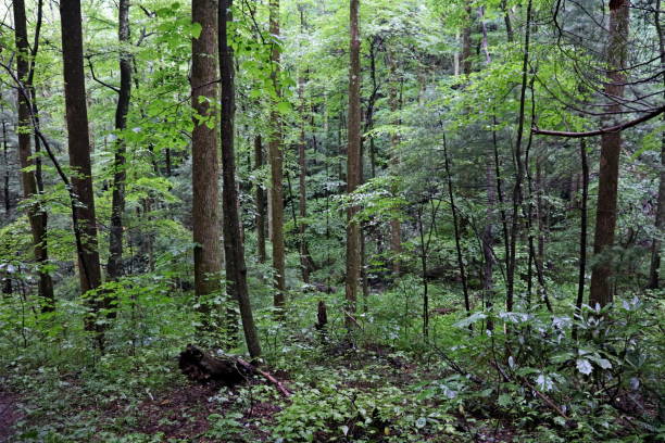 istock Deep hardwood forest on Basin Creek, Blue Ridge Mountains 1161662732