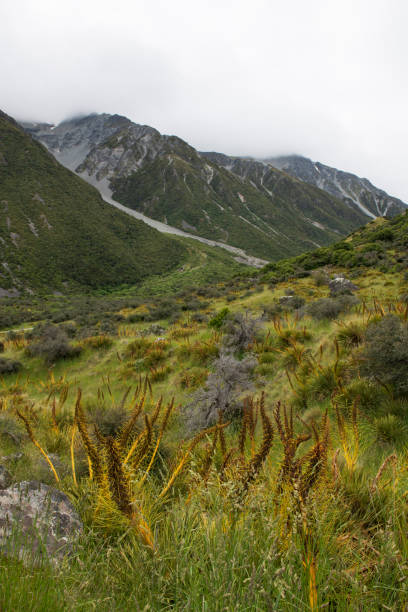 istock Golden spaniard at Mt Cook National Park 1161663666
