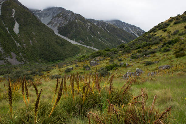 istock Golden spaniard at Mt Cook National Park 1161663672