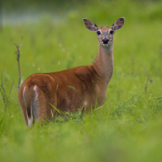 White-tailed Deer Doe, Tallgrass Prairie Preserve, Oklahoma stock photo