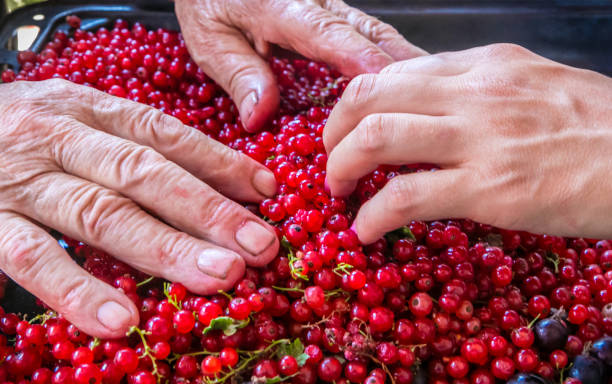 istock Workers, farmers hands and red currants after harvest. 1161664289