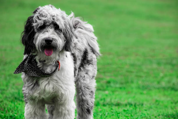 Aussiedoodle in a meadow A black and white Aussiedoodle dog standing alone in a patch of new grass aussiedoodle images stock pictures, royalty-free photos & images