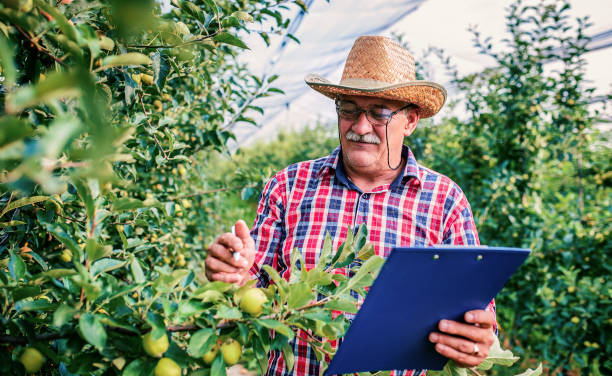 istock Orcharding. Senior man working in the orchard, making a notes. Hobbies and leisure, agricultural concept 1161665456