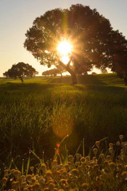 pasture Sunrise in the pasture extremadura stock pictures, royalty-free photos & images