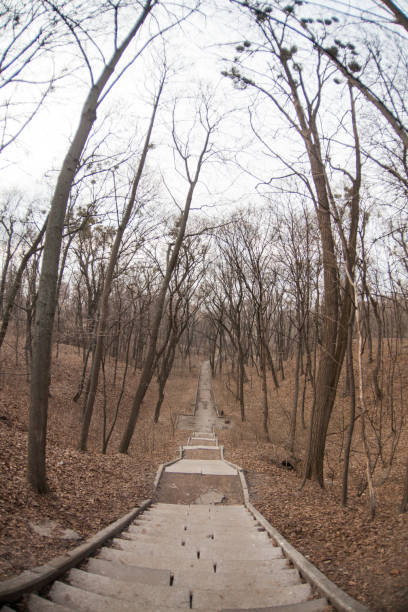 istock Stone footpath in the forest stock photo 1161669737