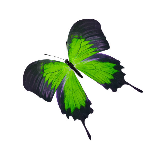 istock tropical green butterfly. isolated on white background 1161673815