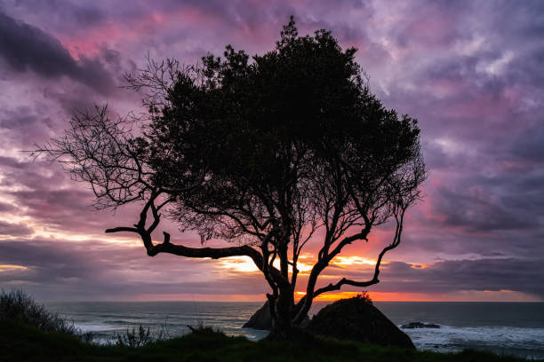 夕暮しの孤独な木、トリニダード、カリフォルニア、アメリカ合衆国 - humboldt county california coastline island ストックフォトと画像