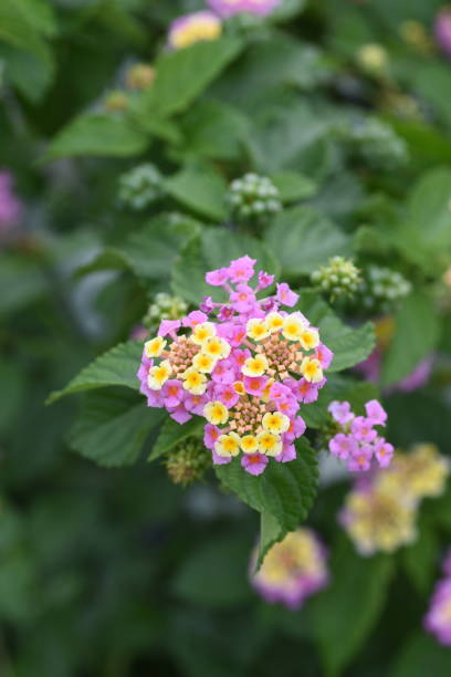 istock Lantana flowers 1161675052