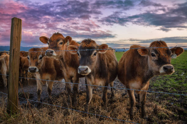um grupo de vacas amigáveis na cerca - farm fence - fotografias e filmes do acervo