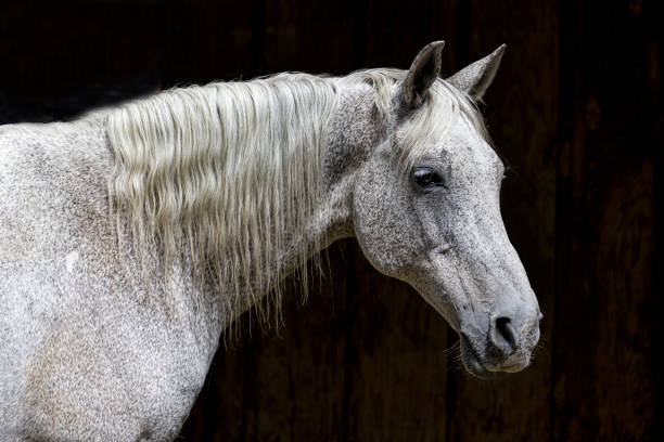 istock Side view of a white horse. 1161676977