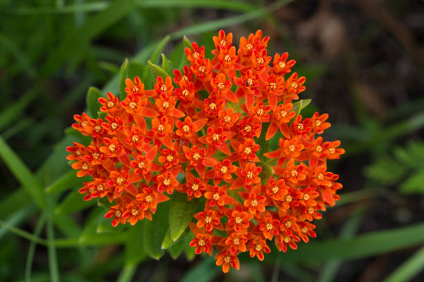 istock Butterfly Milkweed (Asclepias tuberosa), Tallgrass Prairie Preserve, Oklahoma 1161677000