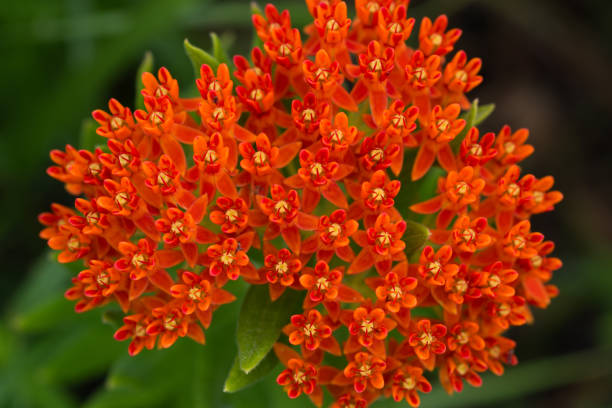 istock Butterfly Milkweed (Asclepias tuberosa), Tallgrass Prairie Preserve, Oklahoma 1161677088