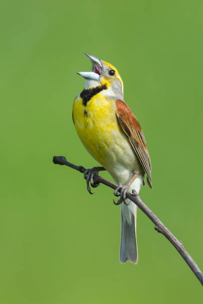 istock Dickcissel, Tallgrass Prairie Preserve, Oklahoma 1161677800